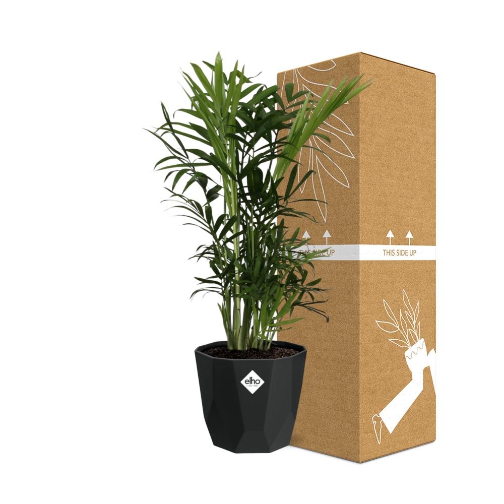 Chamaedorea Elegans – Zwergbergpalme im 14cm Topf