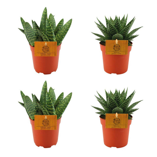 Set aus 2x Aloe Paradisicum & 2x Gasteria Hybride Aurora Ø10,5cm