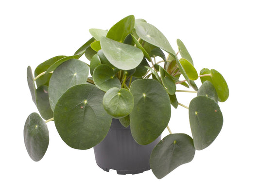 Pilea Peperomioides – pflegeleichte Zimmerpflanze Ø12cm