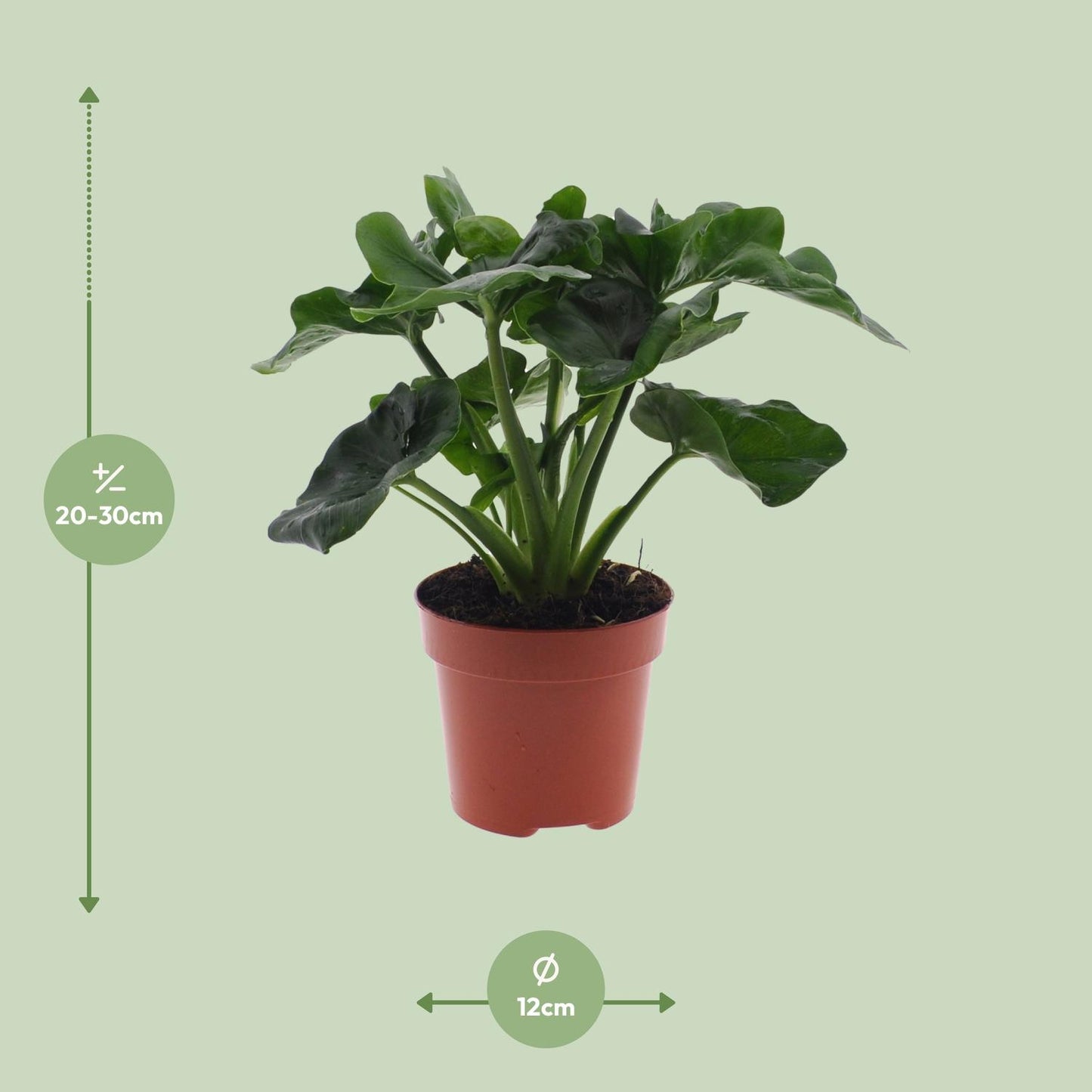 Philodendron Atom – Pflegeleichte Zimmerpflanze Ø12cm