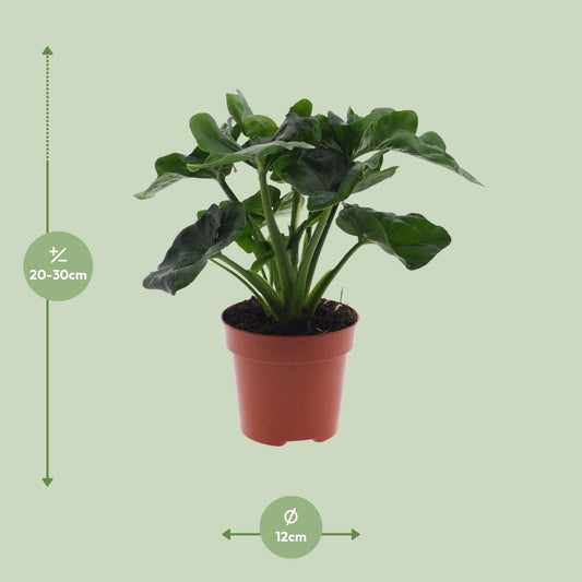 Philodendron Atom – Pflegeleichte Zimmerpflanze Ø12cm