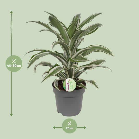 Dracaena Fragrans Weiß – Pflegeleichte Zimmerpflanze Ø17cm
