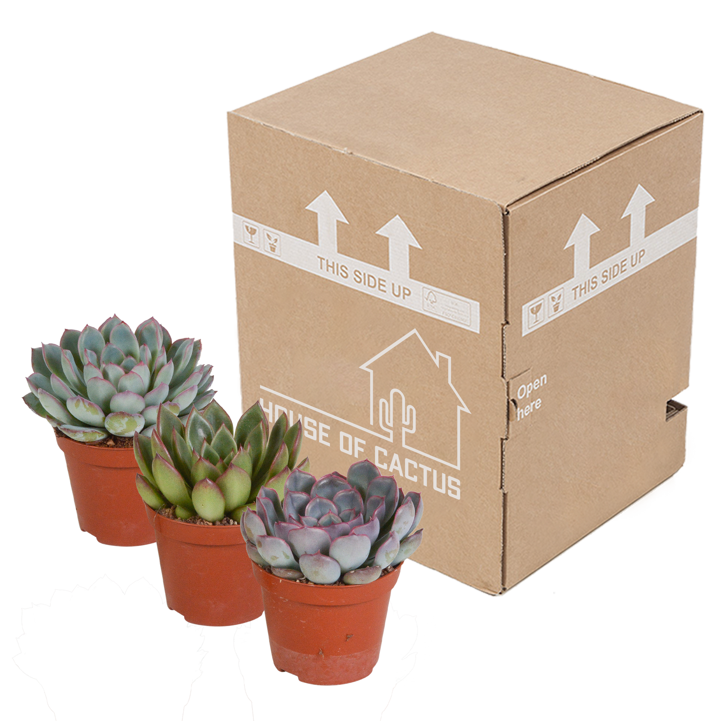Echeveria-Mischung 3er-Set 8,5 cm ohne Topf
