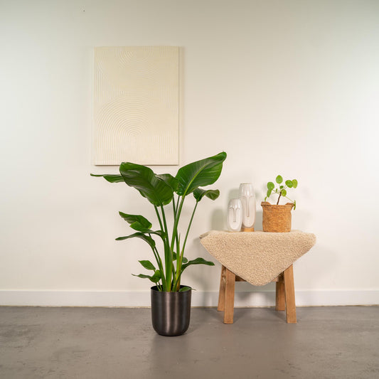 Strelitzia Nicolai Ø19cm - Baumstrelitzie mit Topf Mayk Lead