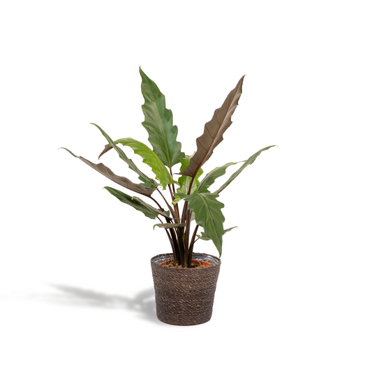 Alocasia Lauterbachiana Ø19cm mit Korb Igmar – Elefantenohr Pflanze