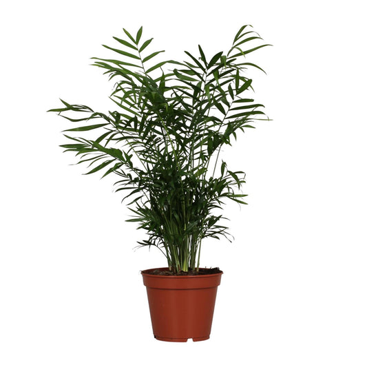 Chamaedorea Elegans – Zwerg-Gebirgspalme Ø17cm, 55cm hoch