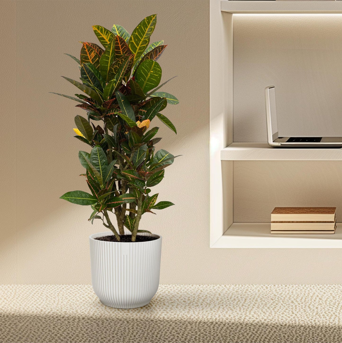 Codiaeum Petra (Croton) vertakt – 100 cm, Ø 21 cm