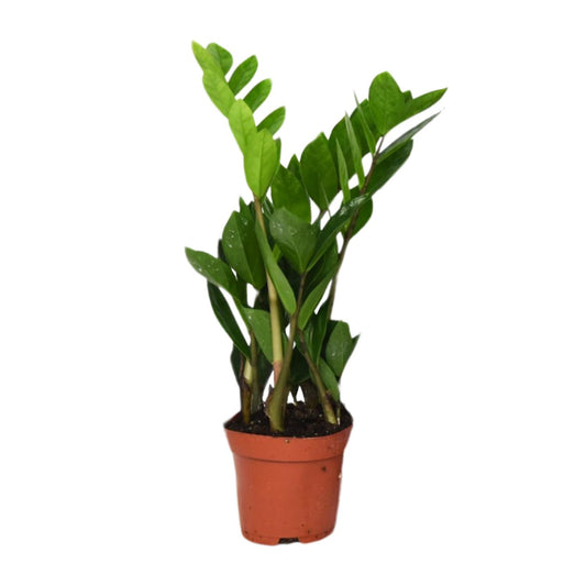 Zamioculcas Zamiifolia Ø12cm – Pflegeleichte ZZ-Pflanze