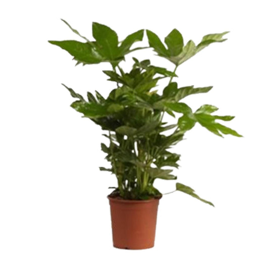 Fatsia Japonica – Pflegeleichte Zierpflanze mit großem Blatt