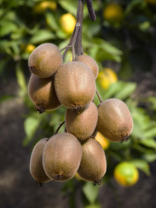 Actinidia deliciosa 'Jenny' – Kiwi Pflanze Ø13cm, ca. 45cm hoch