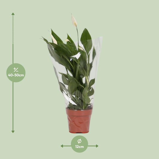 Spathiphyllum Alana – Elegante, pflegeleichte Zimmerpflanze Ø12cm