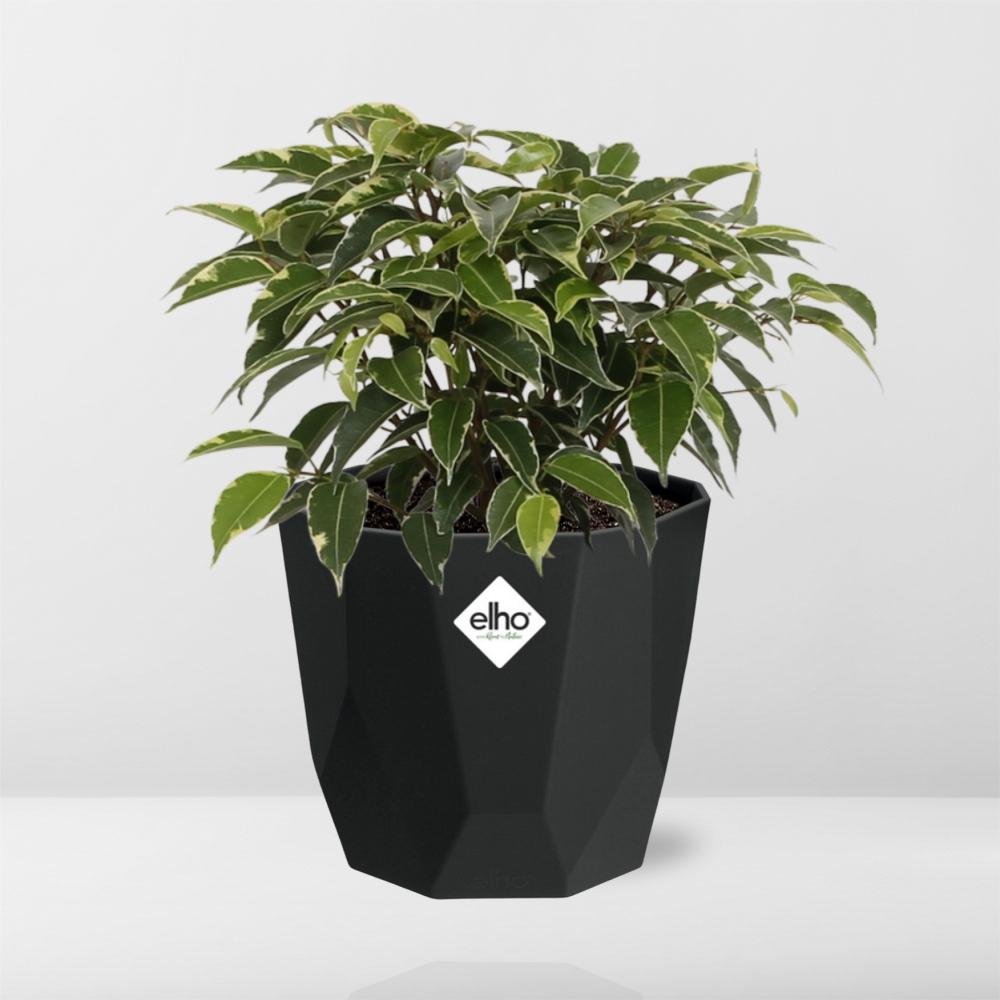 Ficus Benjamina Kinky – Stilvolle & Pflegeleichte Zimmerpflanze 14cm
