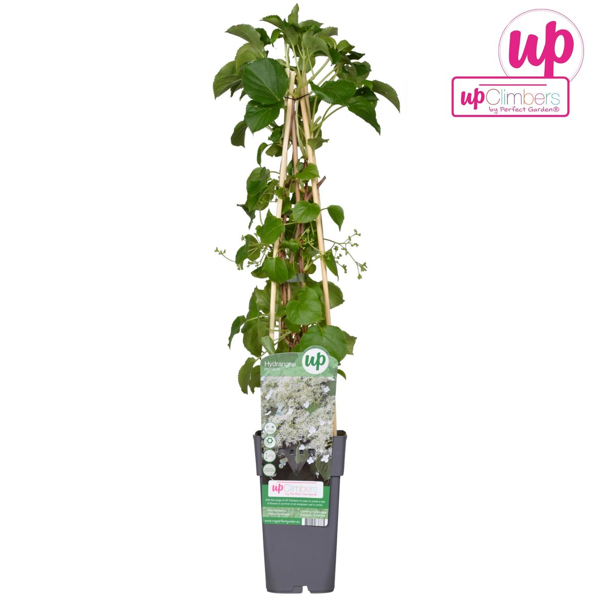 Hydrangea petiolaris - Klimhortensia Ø15cm, 65cm hoch