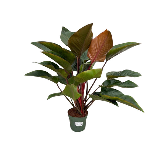 Philodendron Red Beauty – Pflegeleichte XXL-Zimmerpflanze Ø27cm