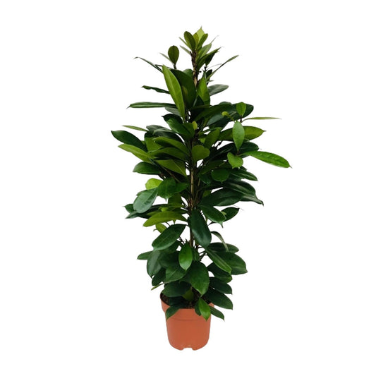 Ficus Cyathistipula – Pflegeleichte XXL-Zimmerpflanze Ø21cm