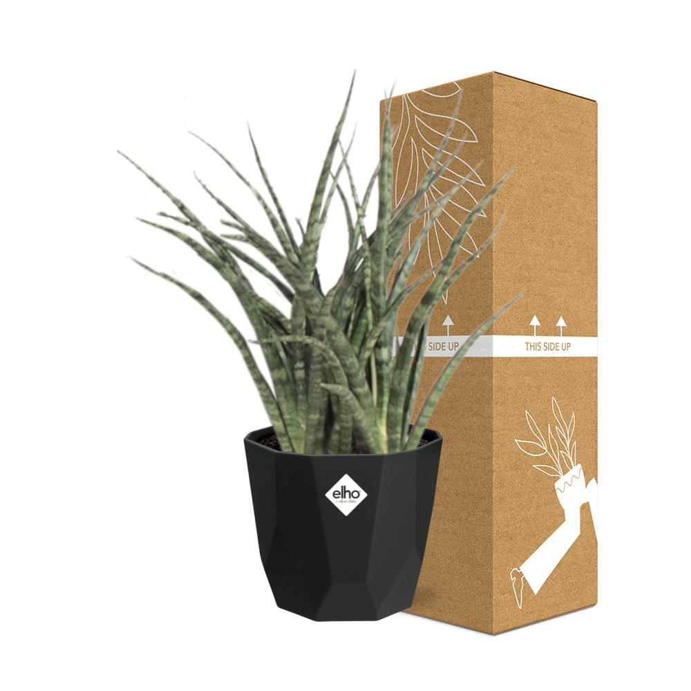 Sansevieria Fernwood Punk – Pflegeleichte Schwiegermutterzunge 14cm