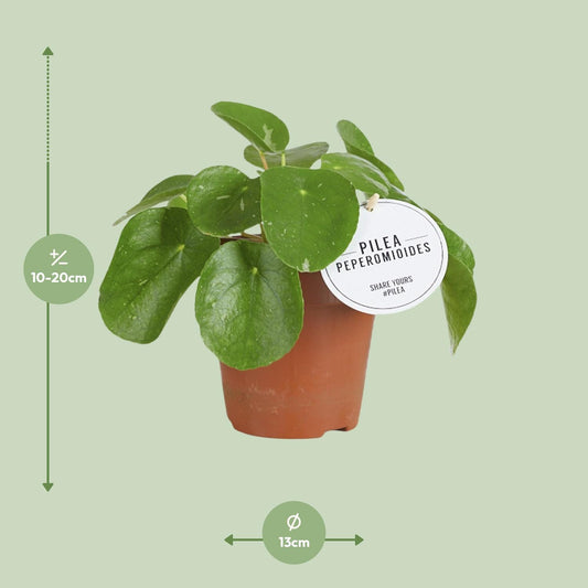 Pilea White Splash – stilvolle, pflegeleichte Zimmerpflanze Ø13cm