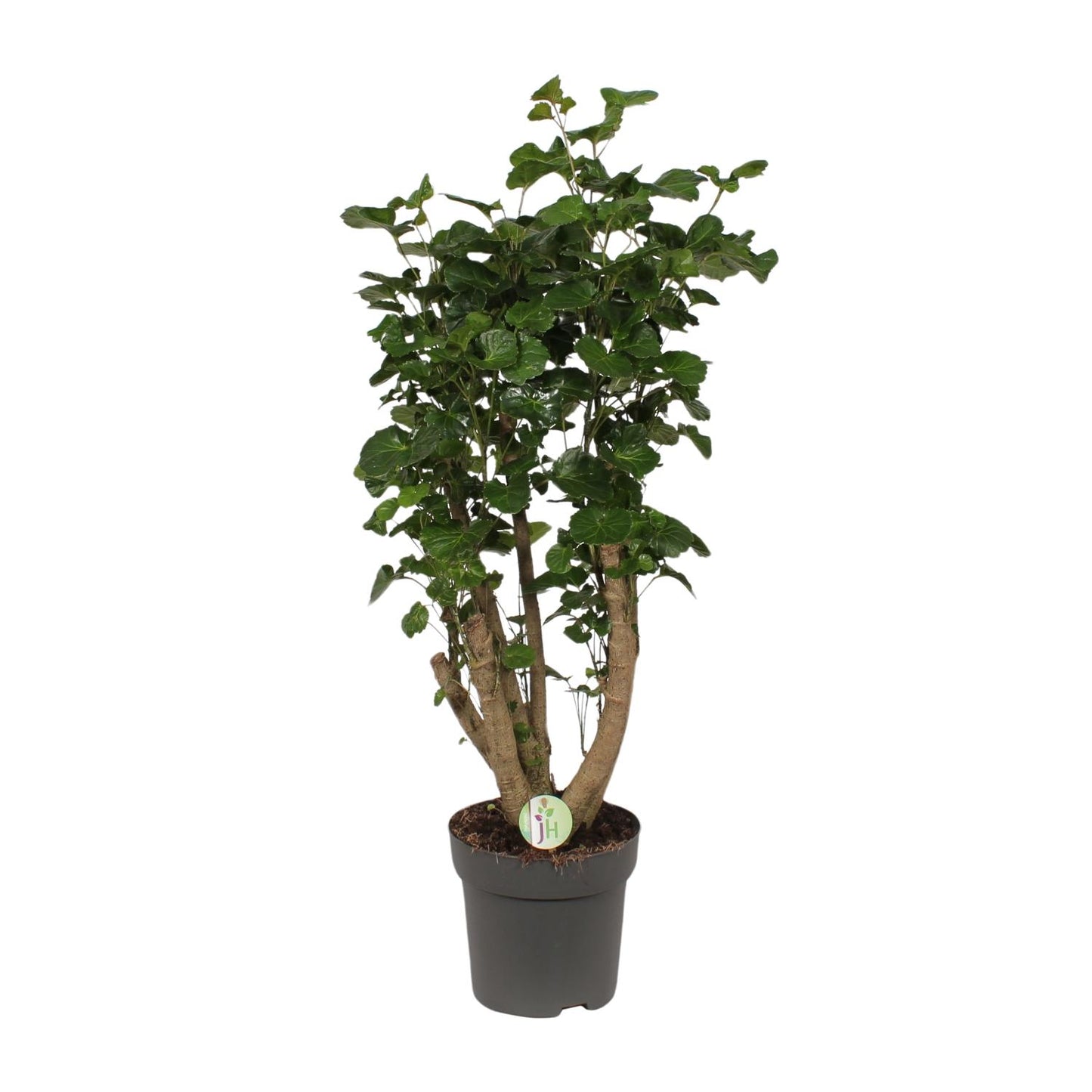 Polyscias Lemon – Pflegeleichte XL-Zimmerpflanze Ø24cm, 95cm hoch