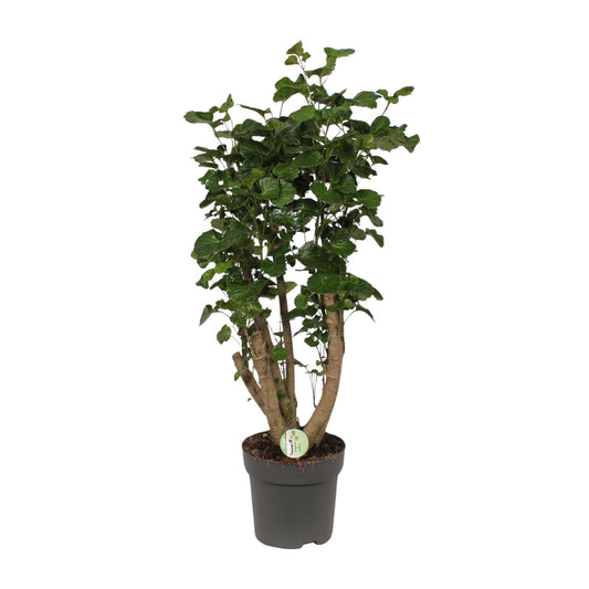 Polyscias Lemon – Pflegeleichte XL-Zimmerpflanze Ø24cm, 95cm hoch