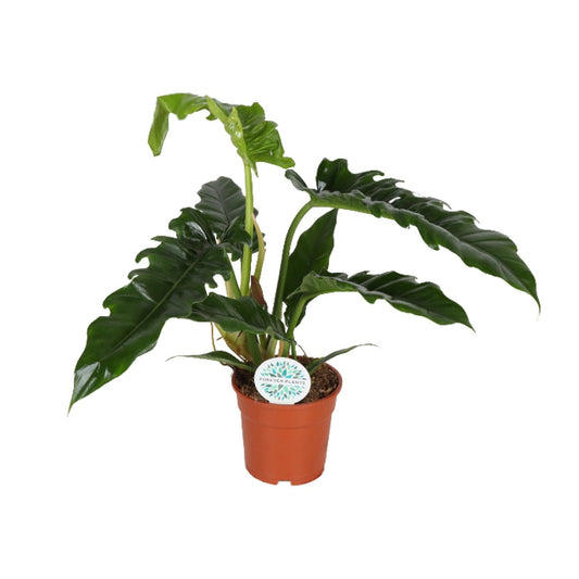 Philodendron Narrow – pflegeleichte, elegante Zimmerpflanze Ø17cm