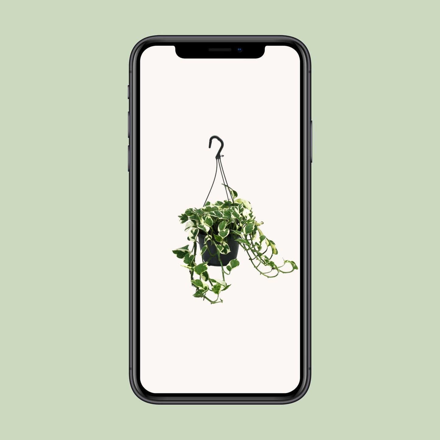 Scindapsus (Epipremnum) N’Joy – Pflegeleichte Zimmerpflanze Ø15cm