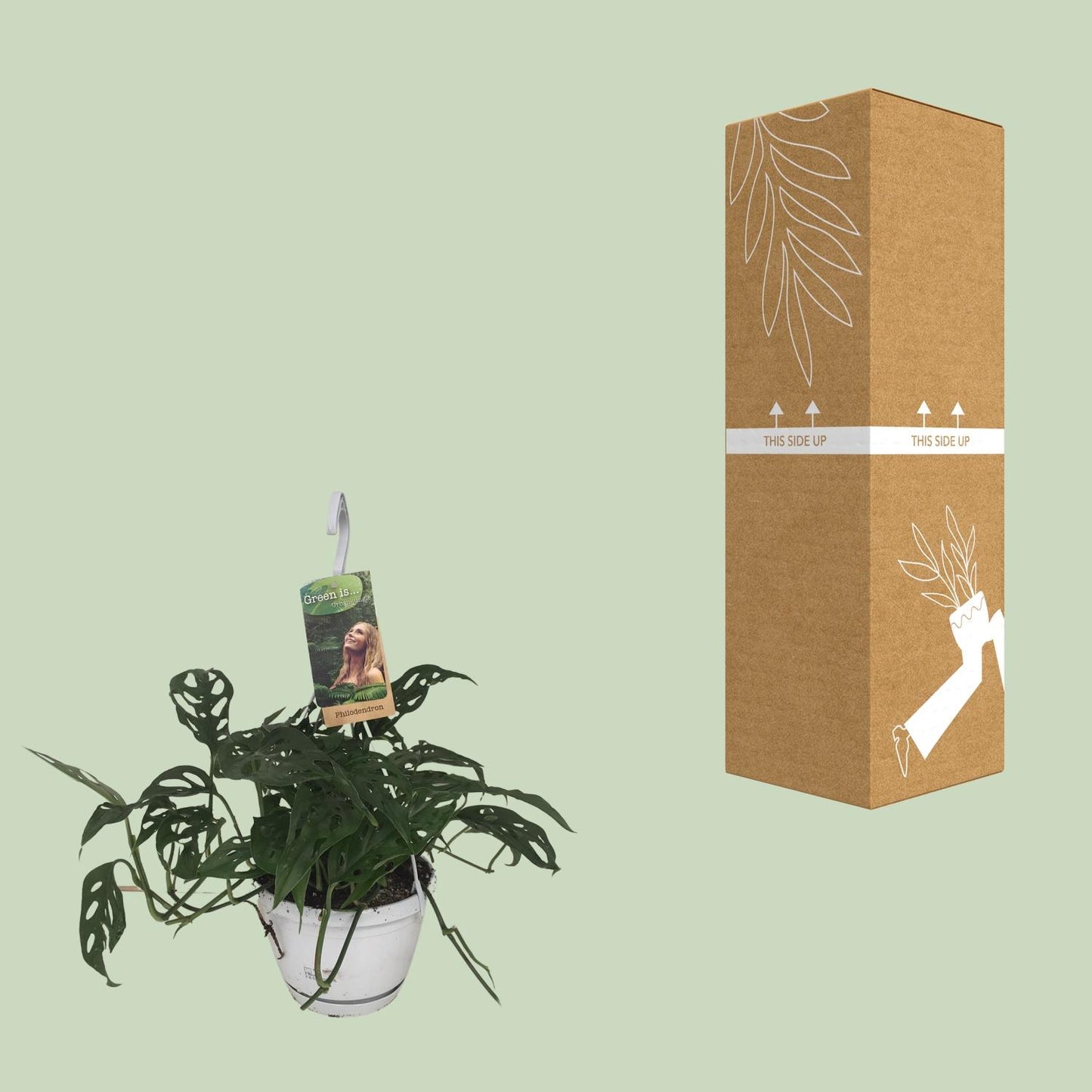 Monstera Obliqua Ø17cm – Pflegeleichte Fensterblatt-Pflanze