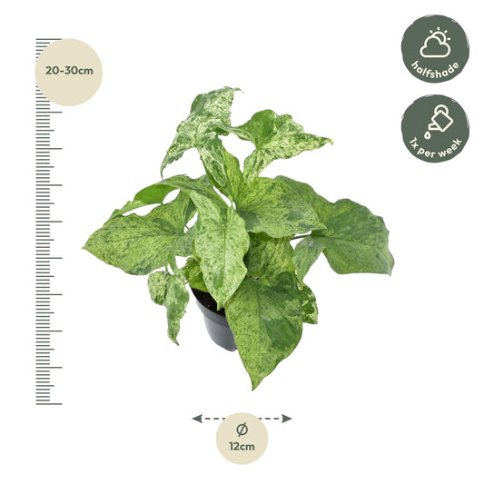 Syngonium Mottled – Pflegeleichte Kletterpflanze 25 cm