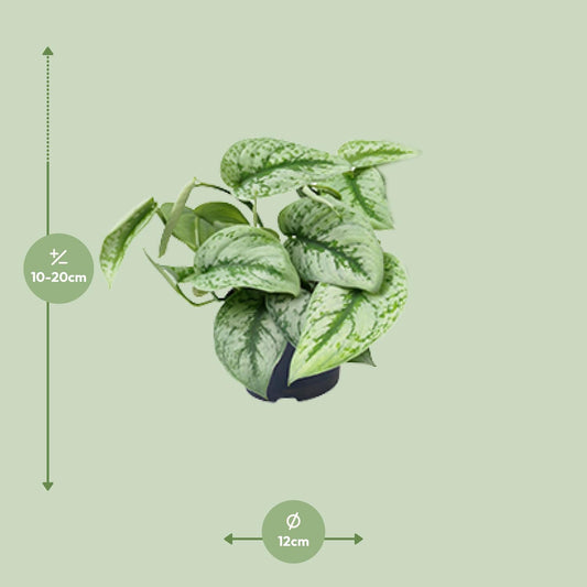 Scindapsus Pictus Trebie – Pflegeleichte Hängepflanze Ø15cm
