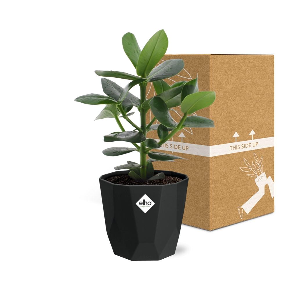 Clusia Princess – Elegante, pflegeleichte Zimmerpflanze 14cm