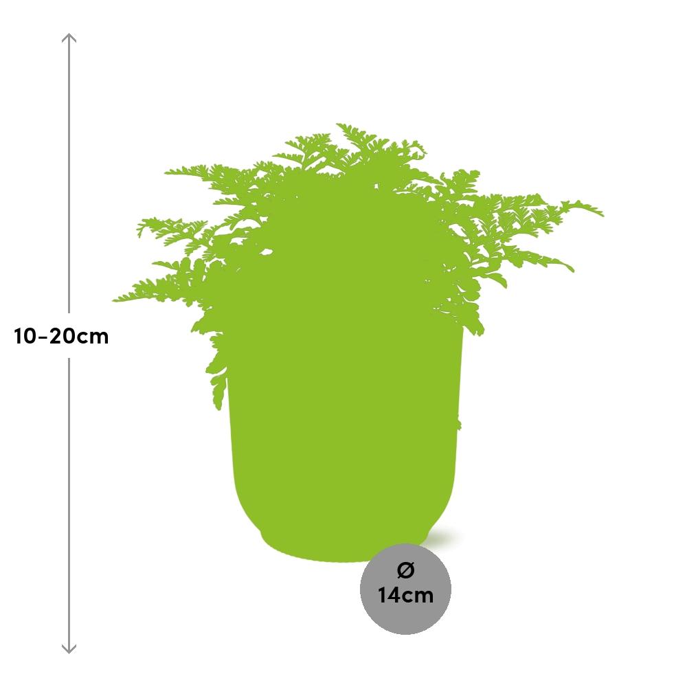 Asplenium Parvati – Pflegeleichte Zimmerpflanze im ELHO Vibes Fold Topf