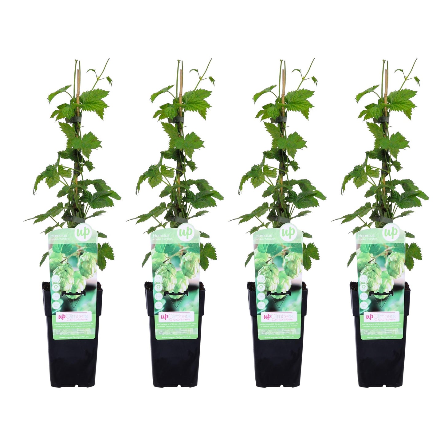 4x Humulus lupulus 'Nordbrau' - pflegeleichter Hopfen Ø15cm