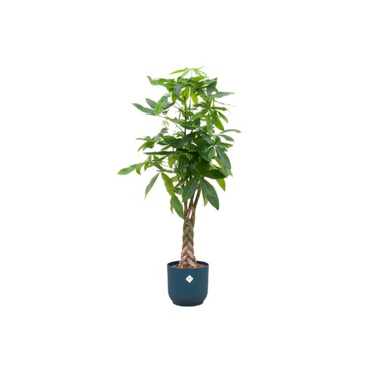 Pachira Aquatica mit elho Vibes Fold Round blau – 160 cm