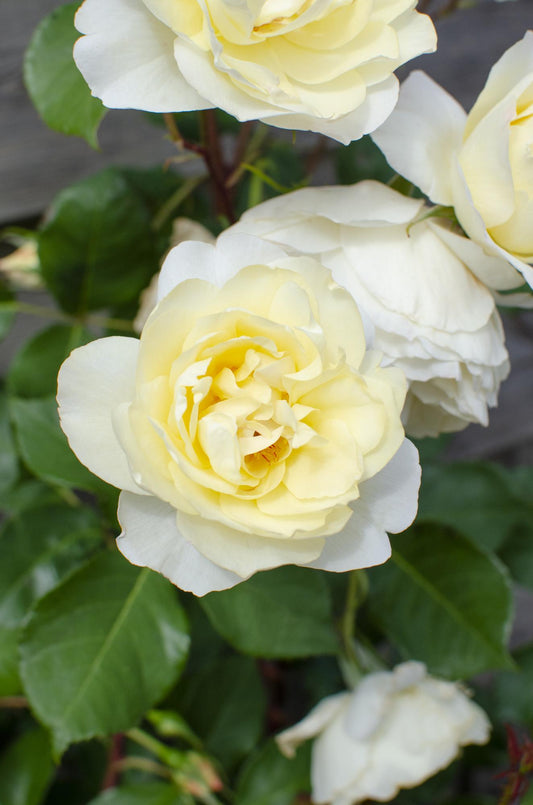 3x Kletterrose ‚Crazy in Love Vanilla‘ Ø15cm, 65cm hoch