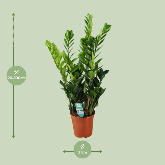 Zamioculcas (ZZ-Pflanze) Ø21cm – pflegeleicht & elegant