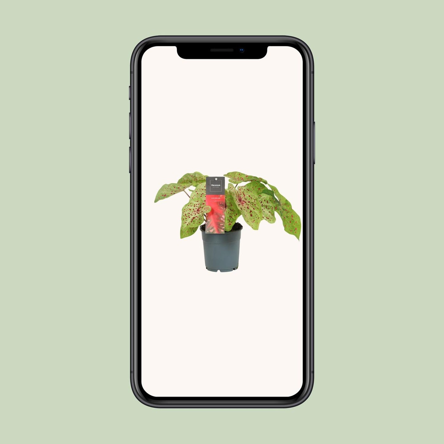 Caladium Miss Muffet – Pflegeleichte Engelsspitzen Ø12cm