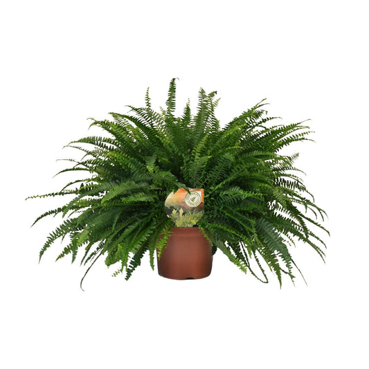 Nephrolepis Green Lady – Pflegeleichter Bostonfarn Ø19cm