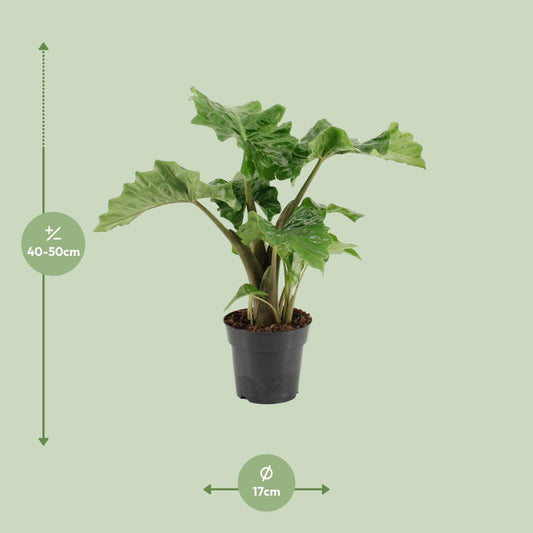 Alocasia Low Rider – Elegante Elefantenohr-Pflanze Ø17cm