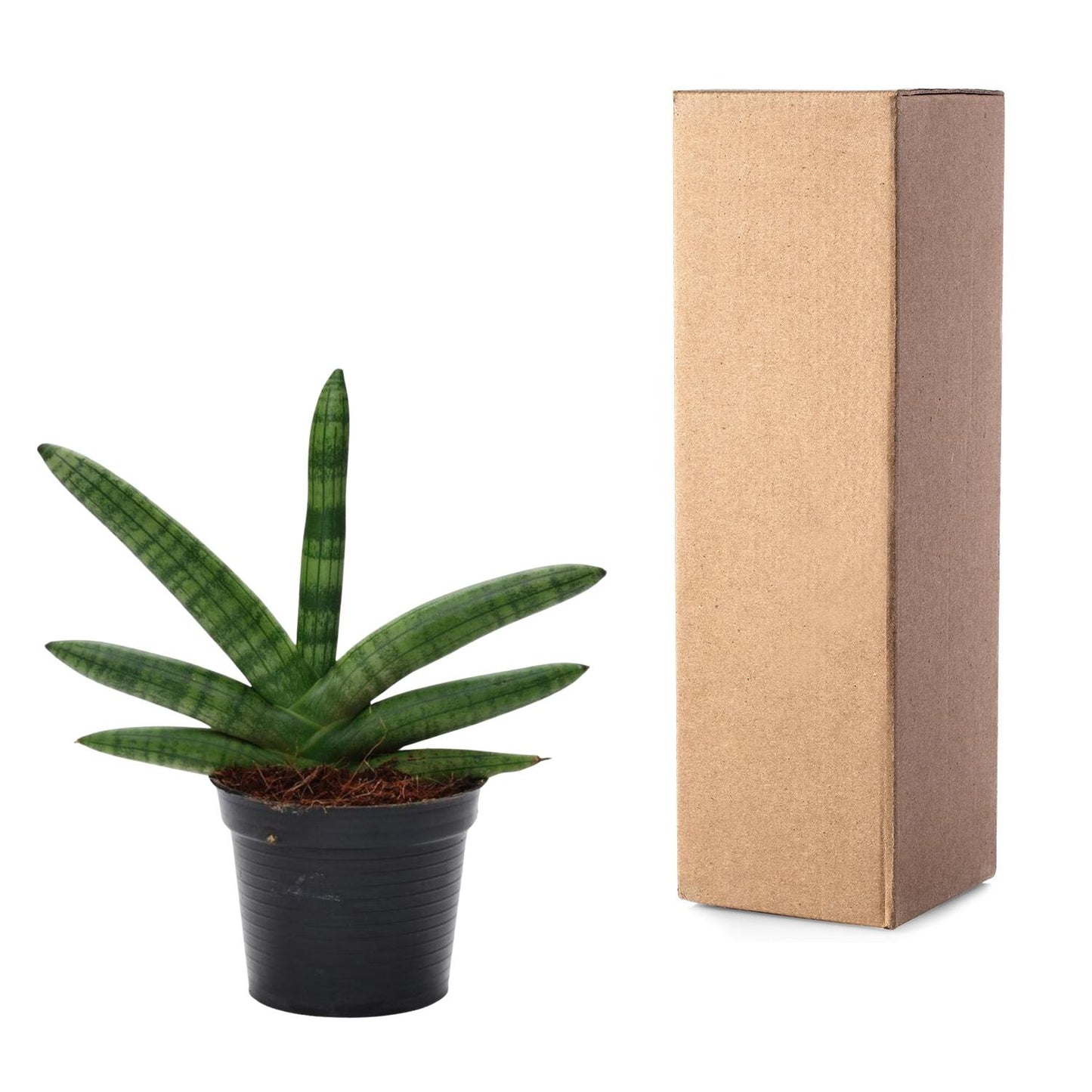 Sansevieria Skyline – Pflegeleichter Bogenhanf 25 cm