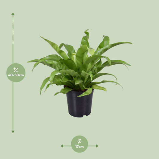 Asplenium Antiquum – Pflegeleichter Vogelnestfarn Ø17cm