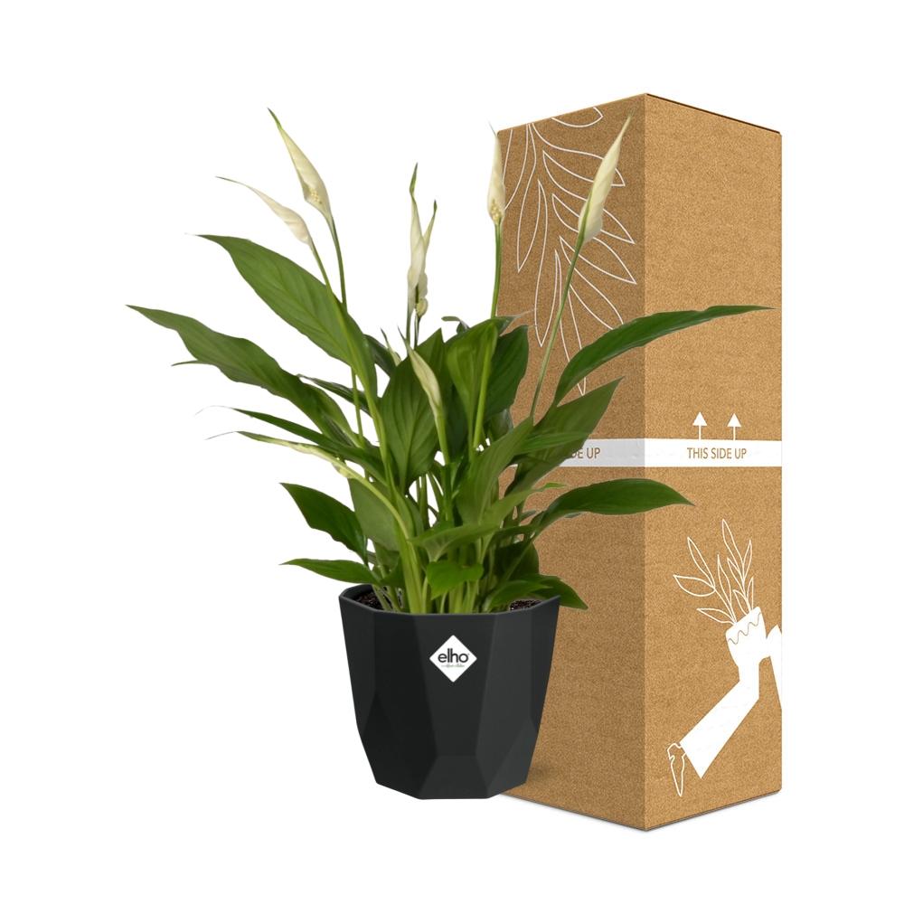 Friedenslilie Spathiphyllum 12 cm im schwarzen Torelli-Topf