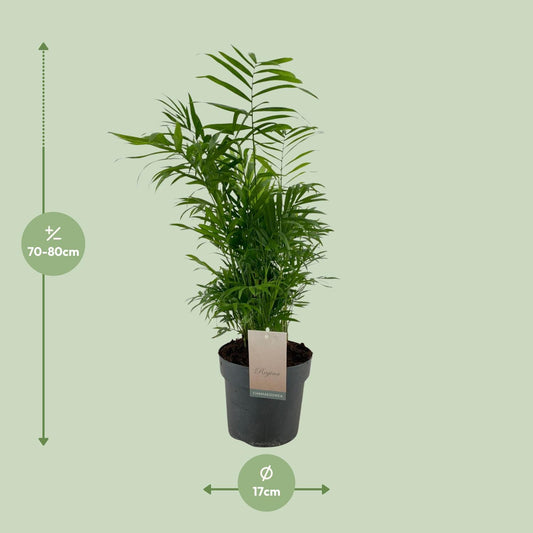 Chamaedorea Elegans – Pflegeleichte Zwergpalme Ø17cm