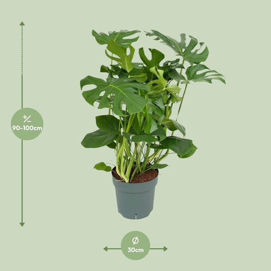 Monstera Deliciosa – Stilvolle & Pflegeleichte Zimmerpflanze Ø30cm