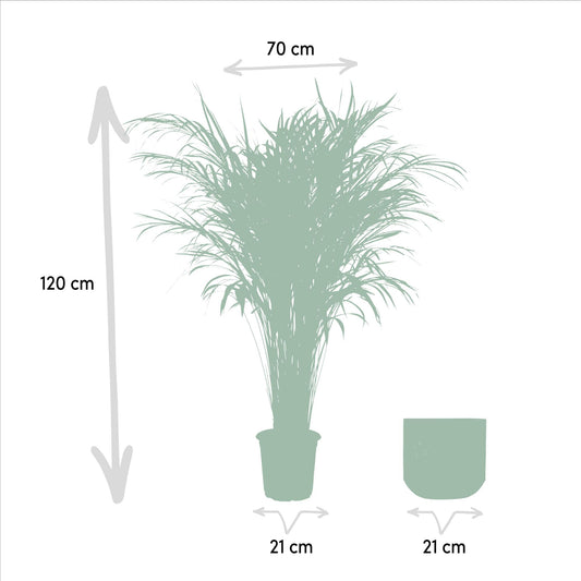Areca-Palme im Topf – 110 cm Höhe, Ø 21 cm