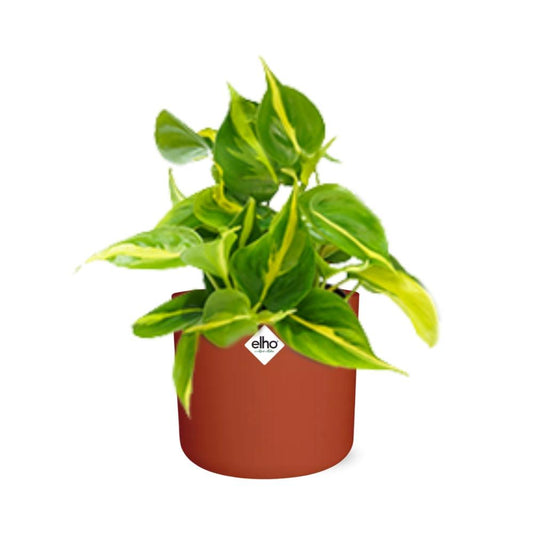 Philodendron Scandens ‘Brasil’ im ELHO b.for soft rond 14cm brique