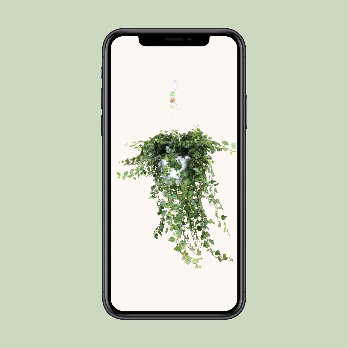 Hedera Wonder Green – Pflegeleichter Efeu Ø24cm, 70cm hoch