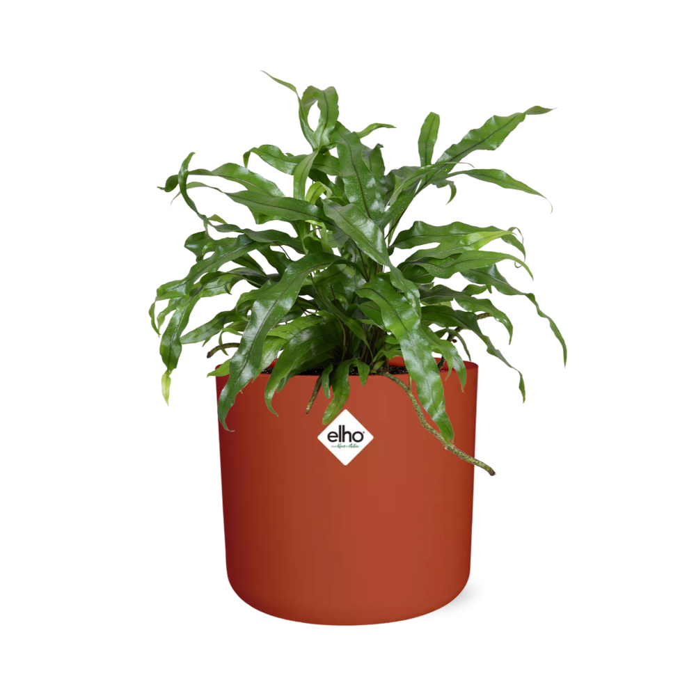 Microsorum Diversifolium – Kängurufarn im ELHO b.for soft Topf 14cm