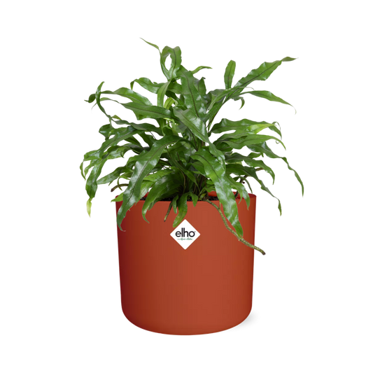 Microsorum Diversifolium – Kängurufarn im ELHO b.for soft Topf 14cm