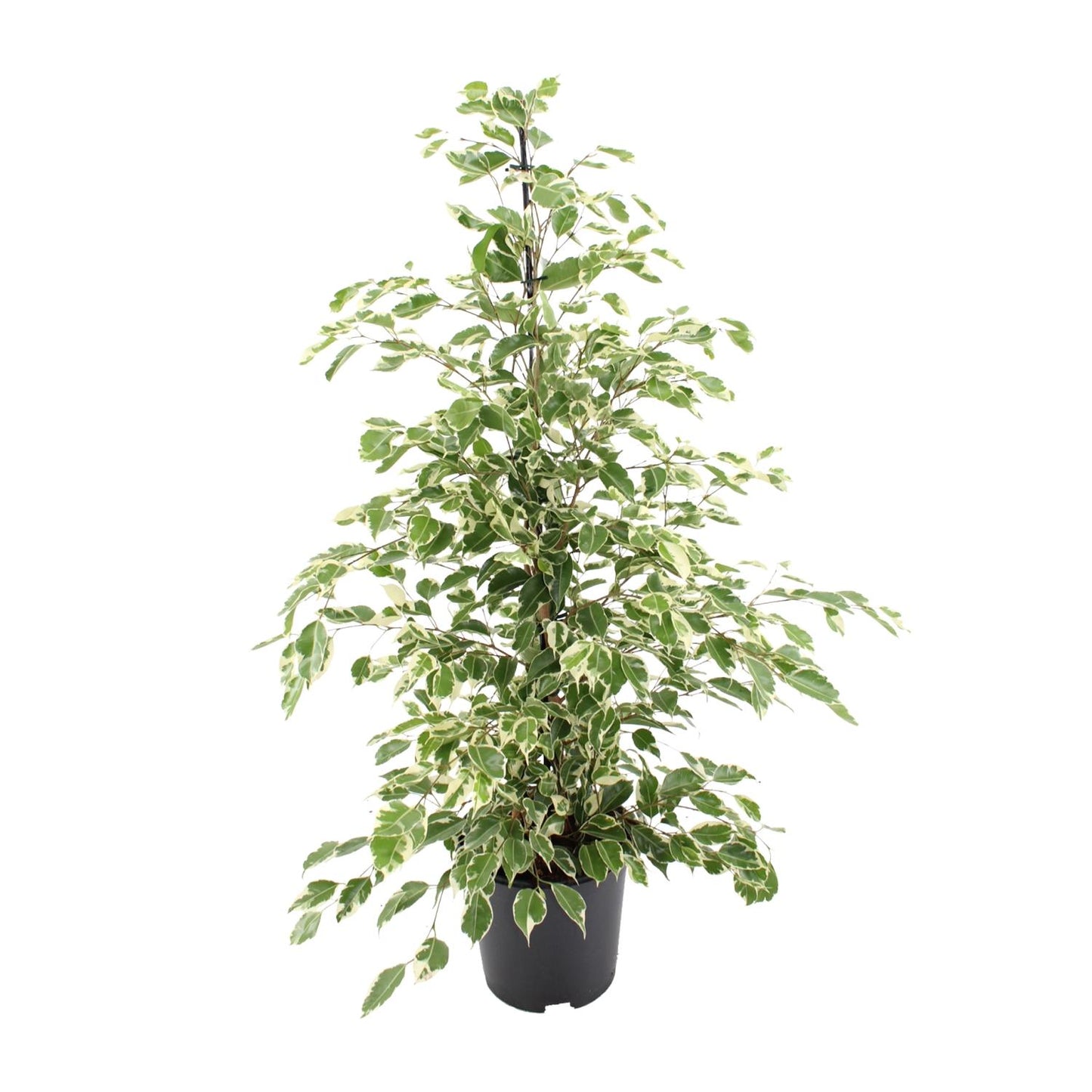 Ficus benjamina Twilight – Pflegeleichter Zimmerbaum Ø21cm