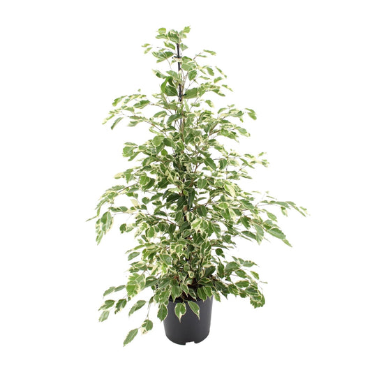 Ficus benjamina Twilight – Pflegeleichter Zimmerbaum Ø21cm