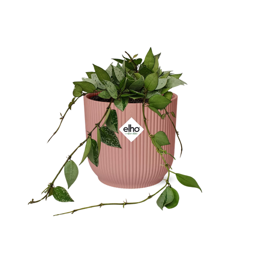 Hoya Krohniana Eskimo – Pflegeleichte Wachsblume im ELHO Vibes Fold Topf 14cm rosa